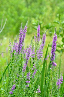 long purple flowers